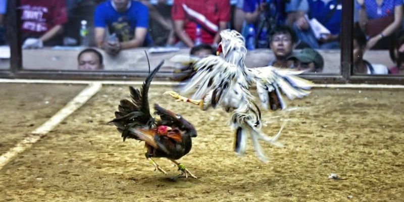 nha cai w88 casino ĐĂNG KÝ