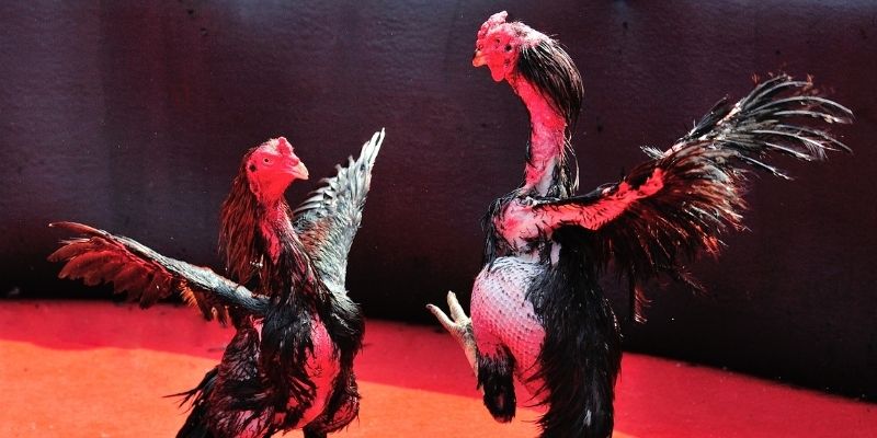 b52 play sòng bạc ĐĂNG KÝ